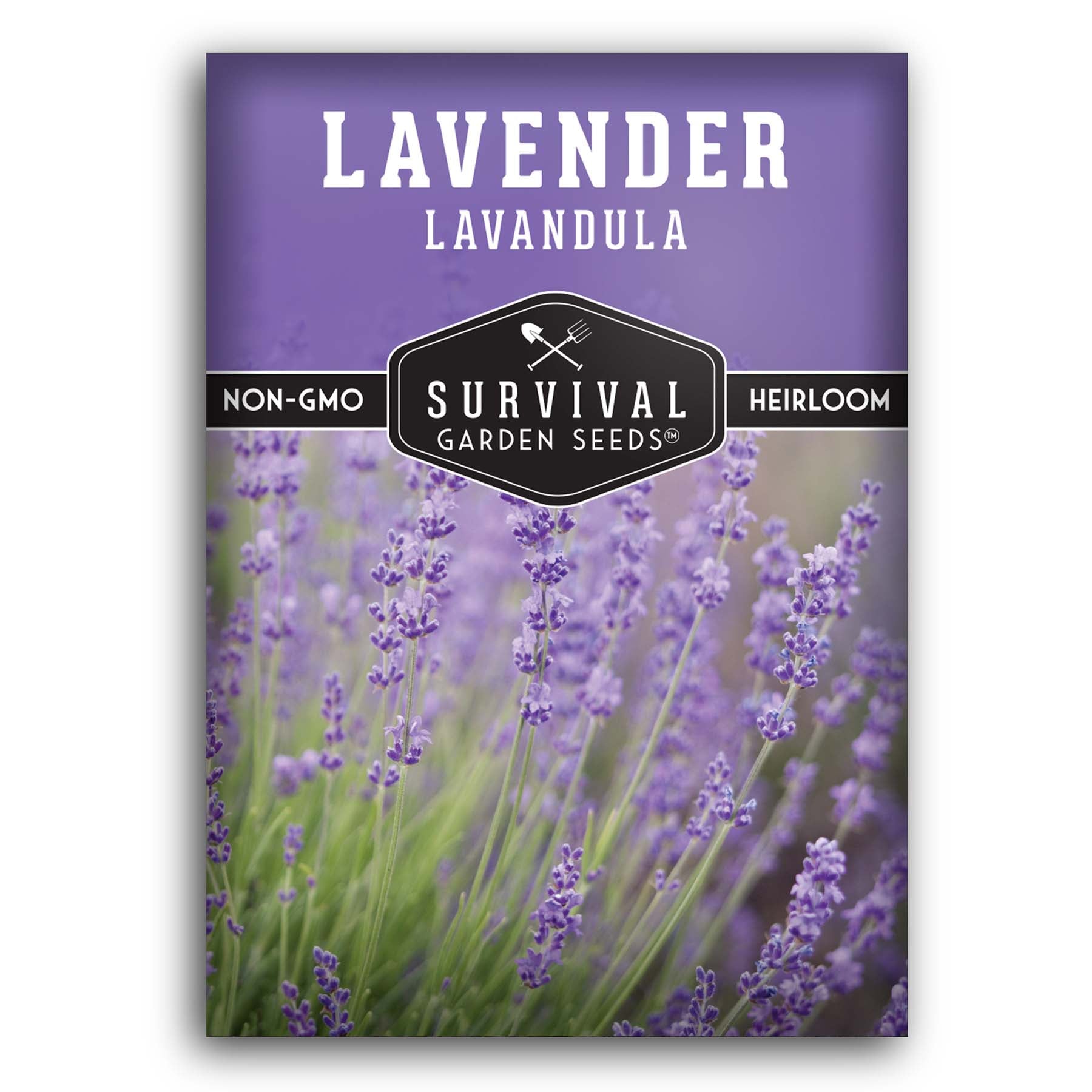 Heirloom Lavender Seeds for Planting