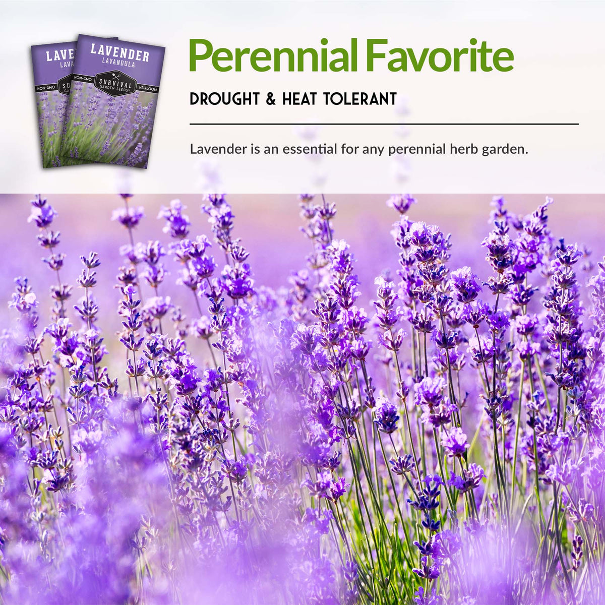 Lavender is a drought and heat tolerant perennial