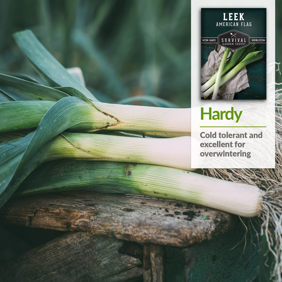 American Flag Leeks are hardy and cold tolerant