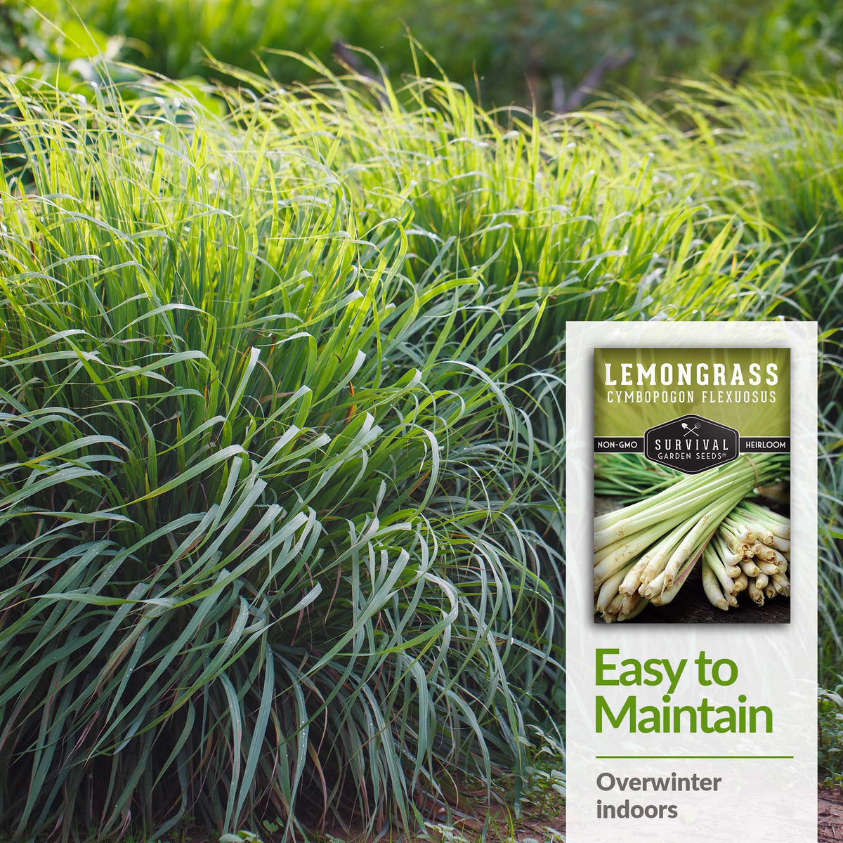 Lemongrass can be overwintered indoors