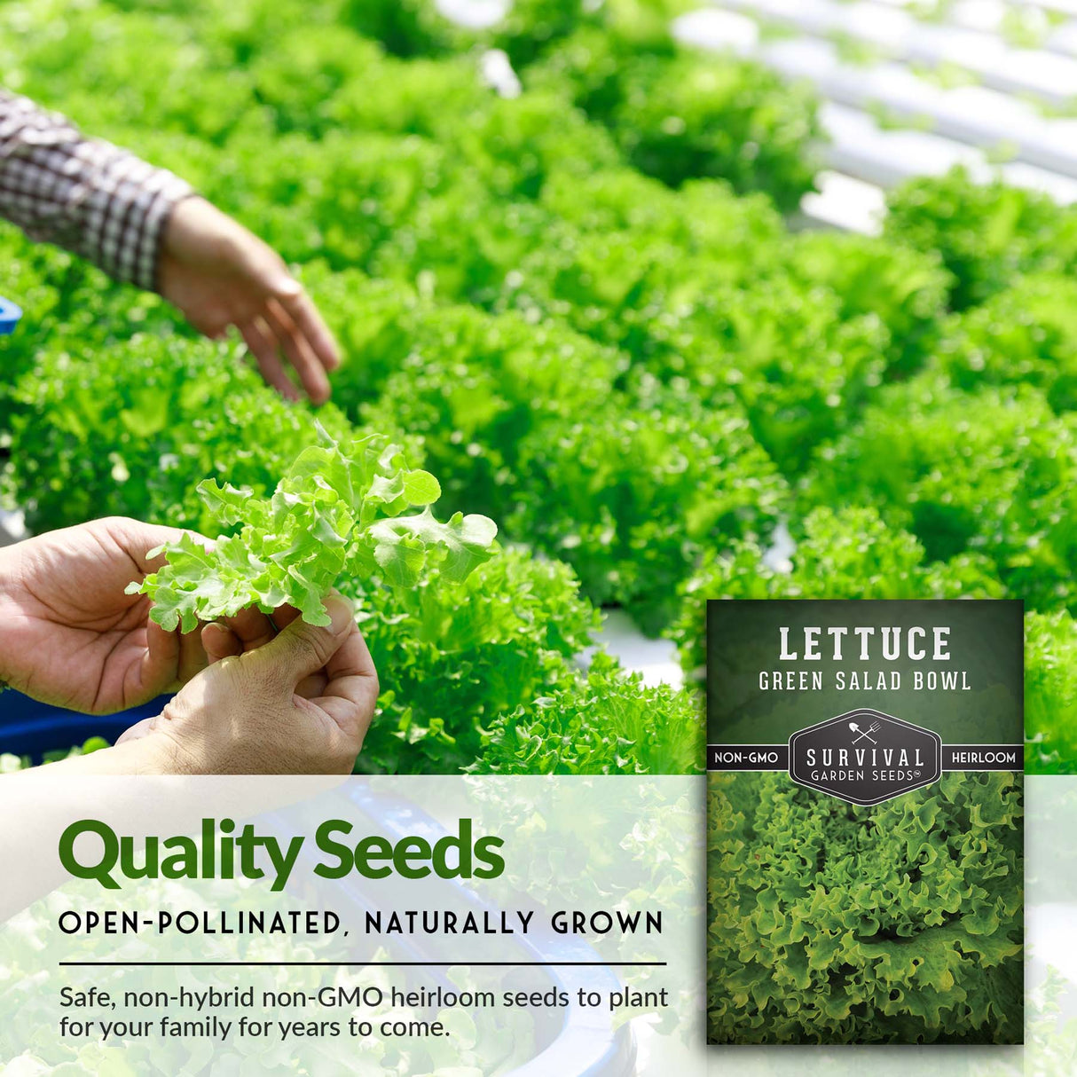 Quality seeds, open pollinated, naturally grown