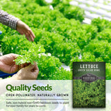 Green Salad Bowl Lettuce Seed