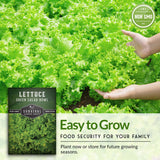 Green Salad Bowl Lettuce Seed