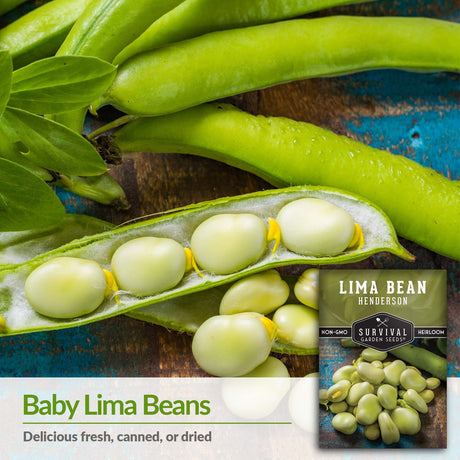 Baby lima beans are delicious fresh, canned or dried