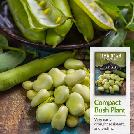 Henderson Lima Beans are drought resistant and prolific