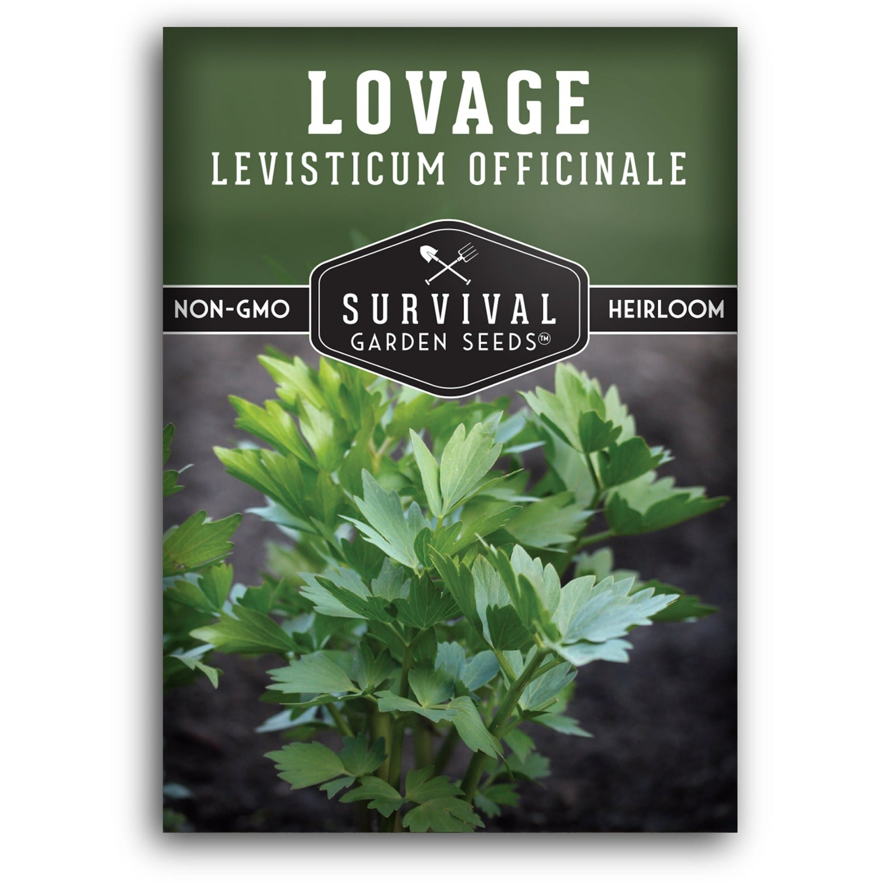 Lovage seeds for planting