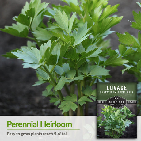 Lovage is a perennial heirloom