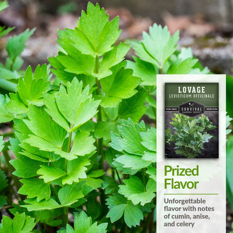 Lovage flavor has notes of cumin, anise and celery