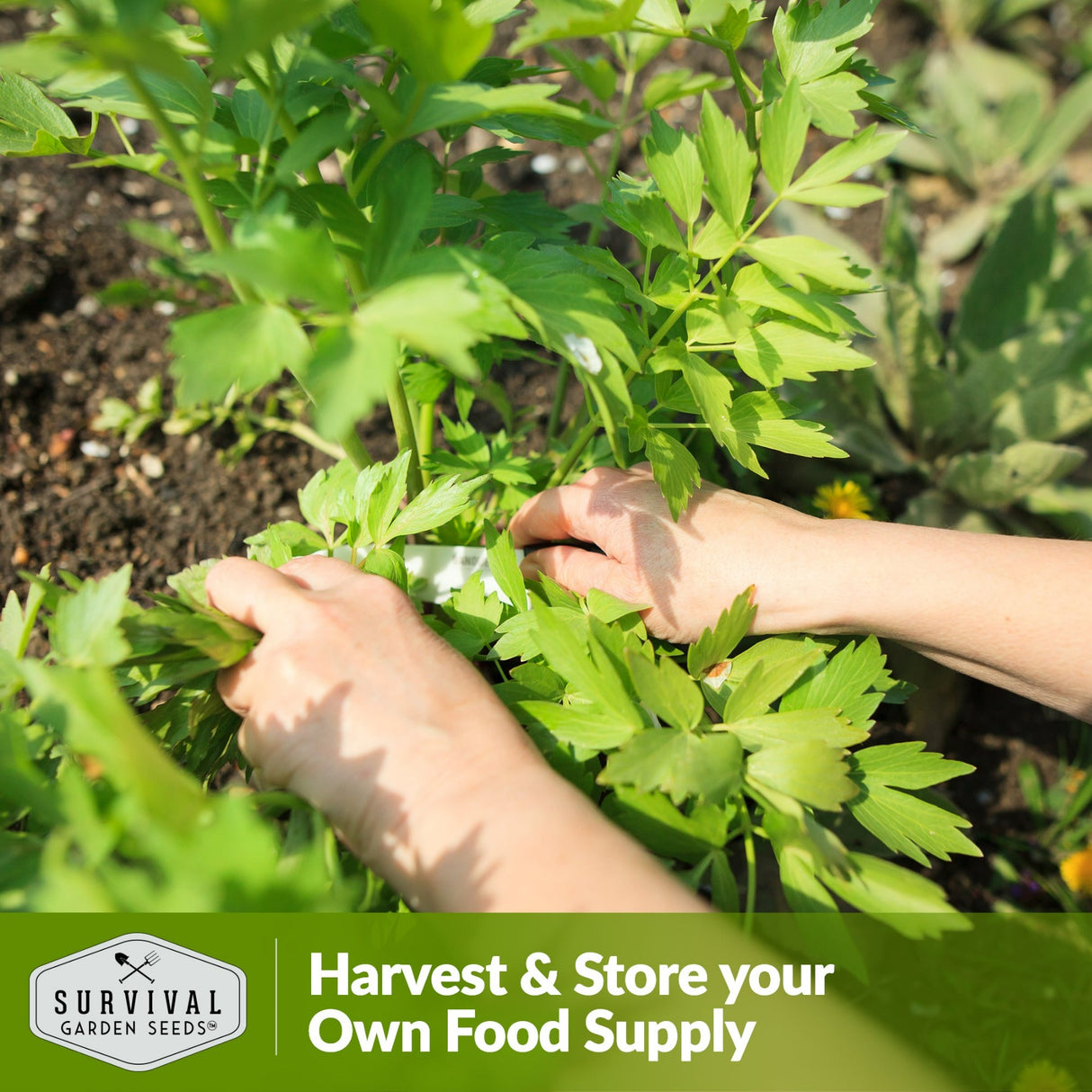 Harvest and store your own food supply