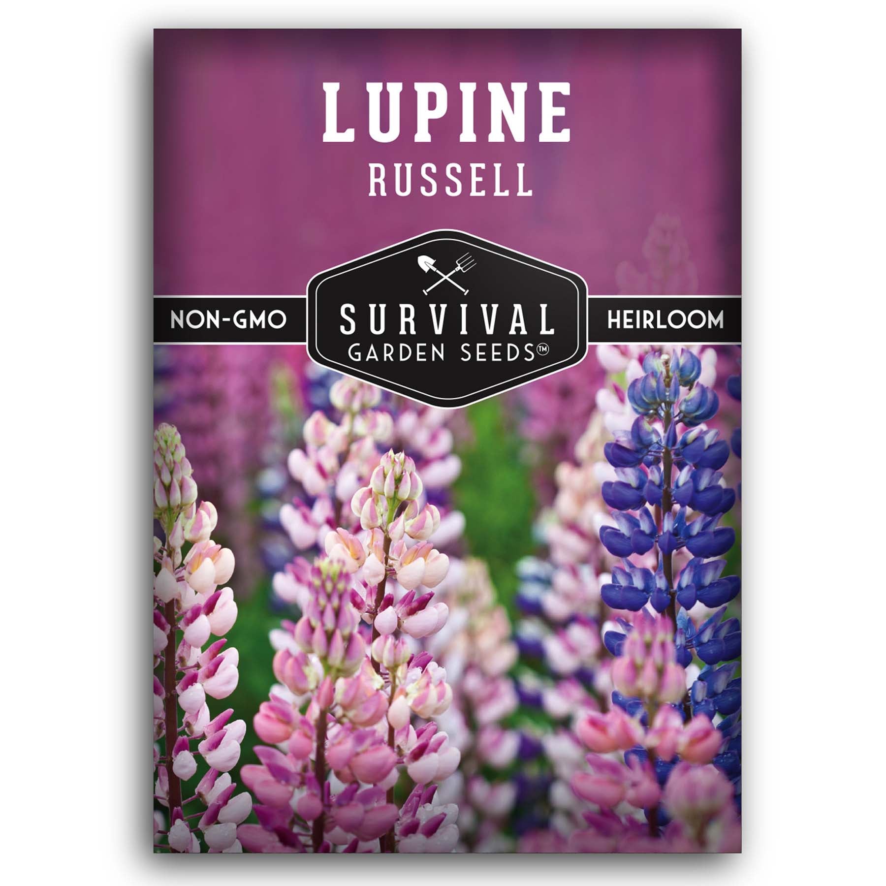 Russell Lupine flower seeds for planting