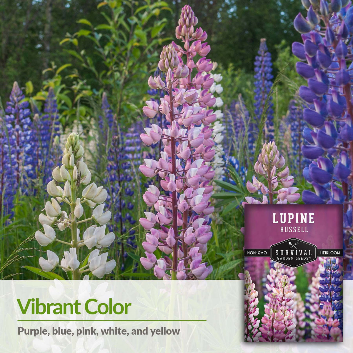 Russell Lupine flowers have vibrant colors
