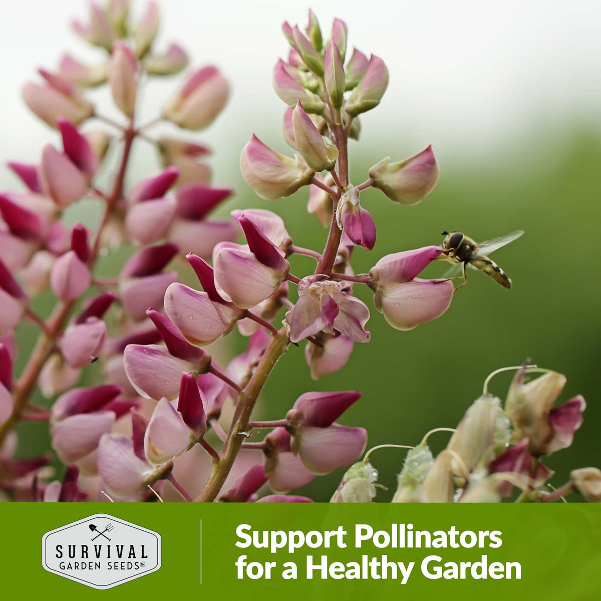 Russel Lupine helps support pollinators for a healthy garden
