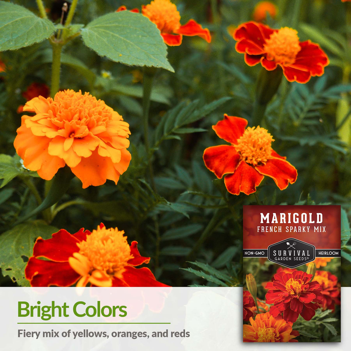 French Sparky Mix Marigolds are a fiery mix of yellows, oranges and reds