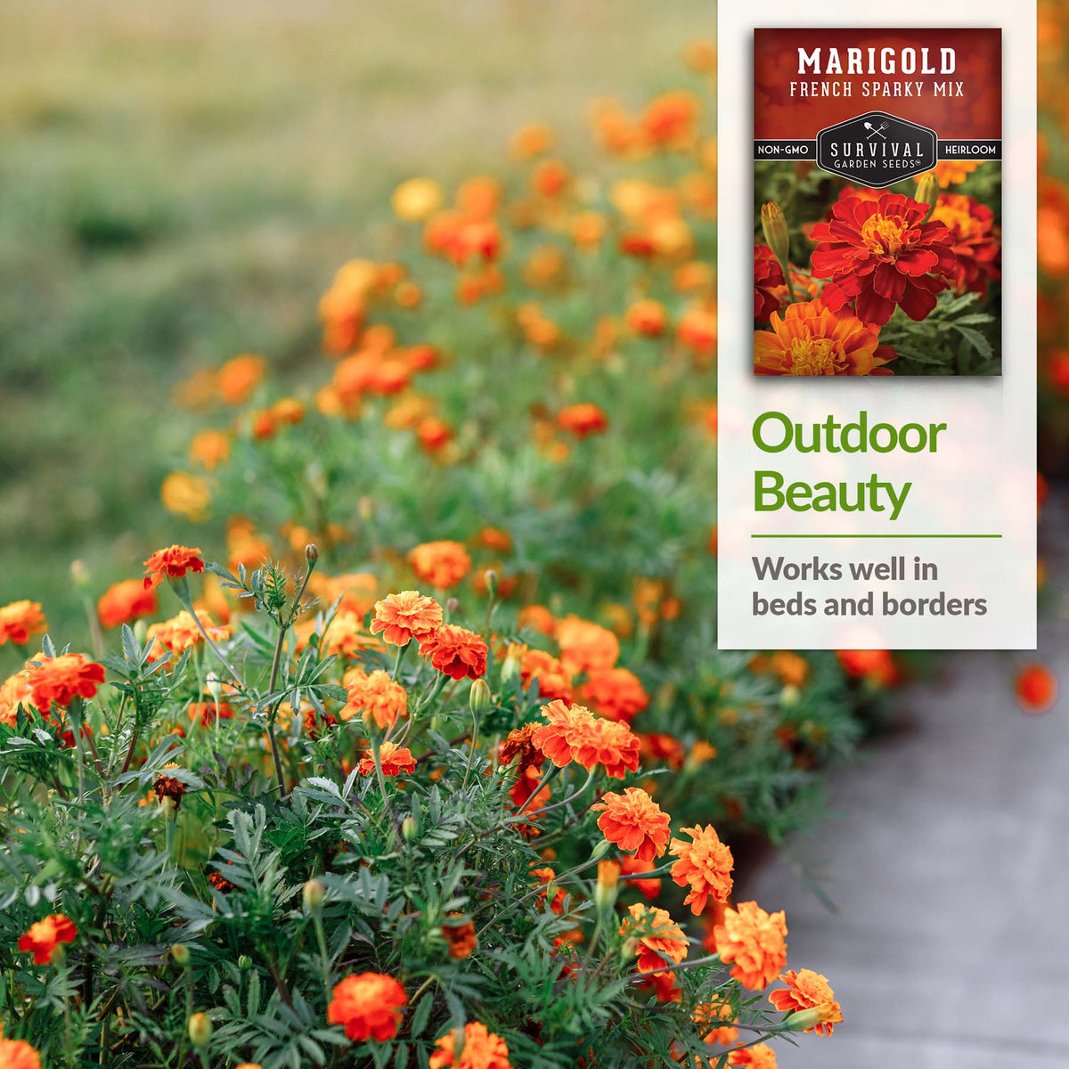 Marigolds work well in beds and borders