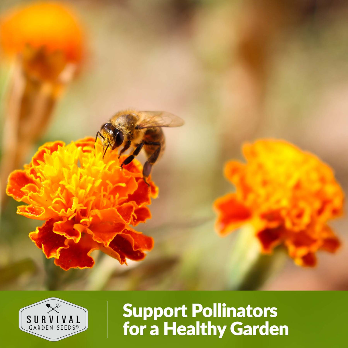 Marigolds support pollinators for a healthy garden