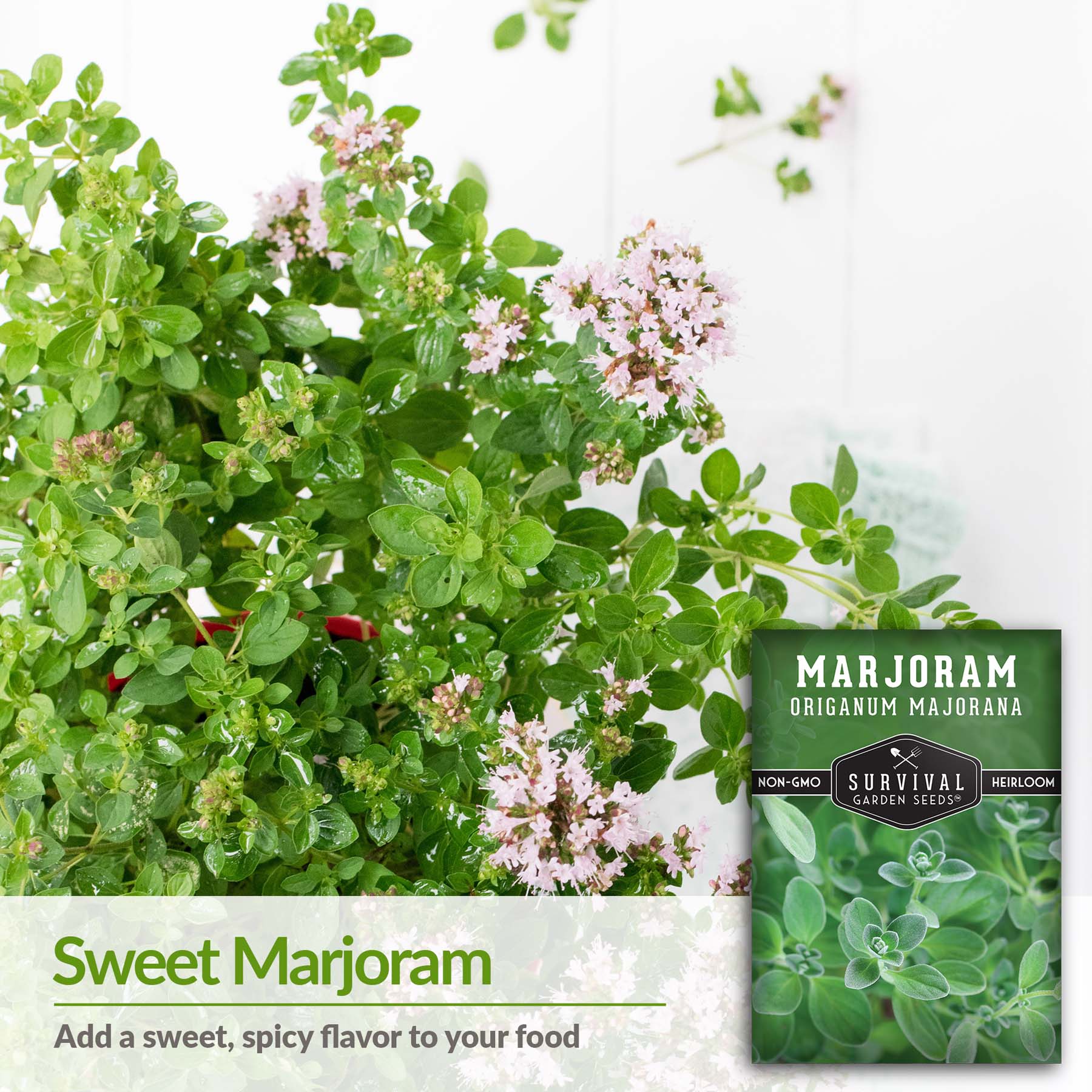 Marjoram Seeds for Planting - SurvivalGardenSeeds
