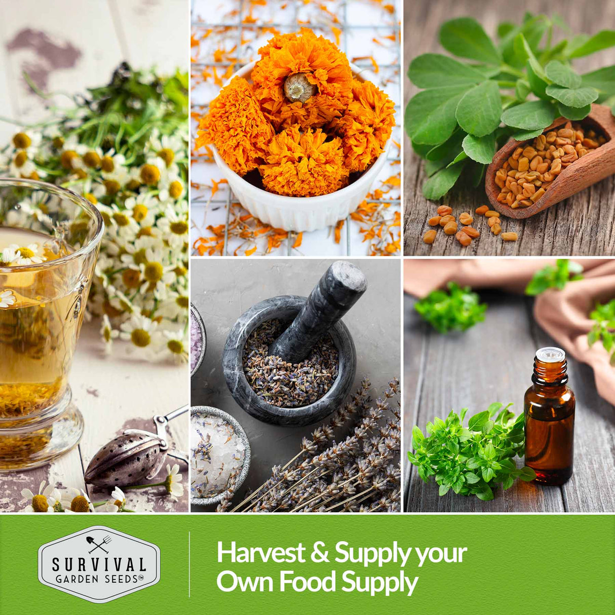 Harvest and store your own medicinal herb supply
