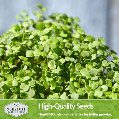 High quality , non-GMO heirloom microgreen seeds