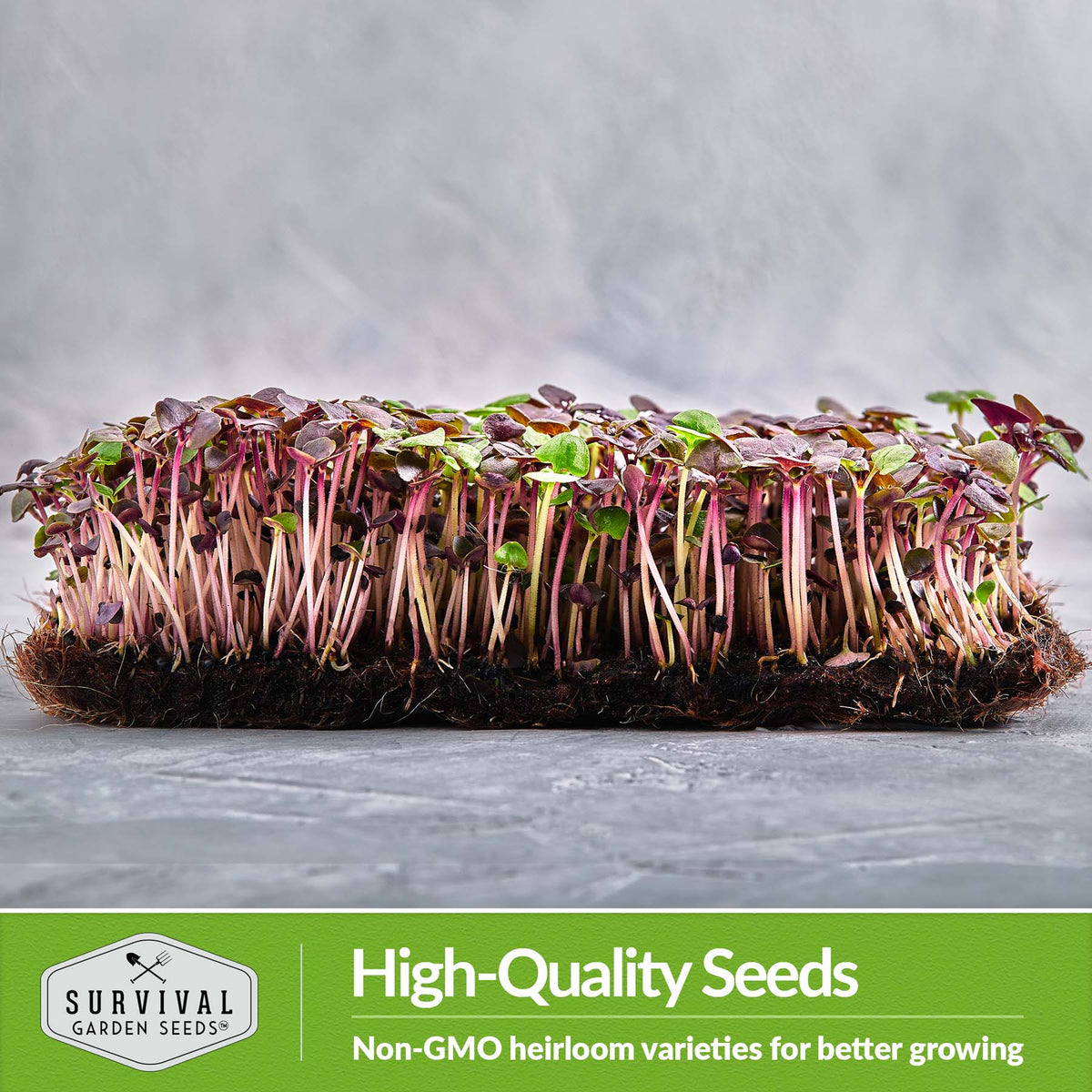 Opal Basil Microgreens are non-GMO high quality seeds