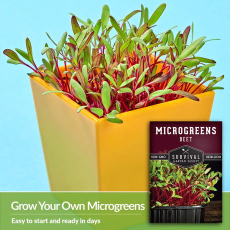 Grow your own microgreens - easy to start and ready in days