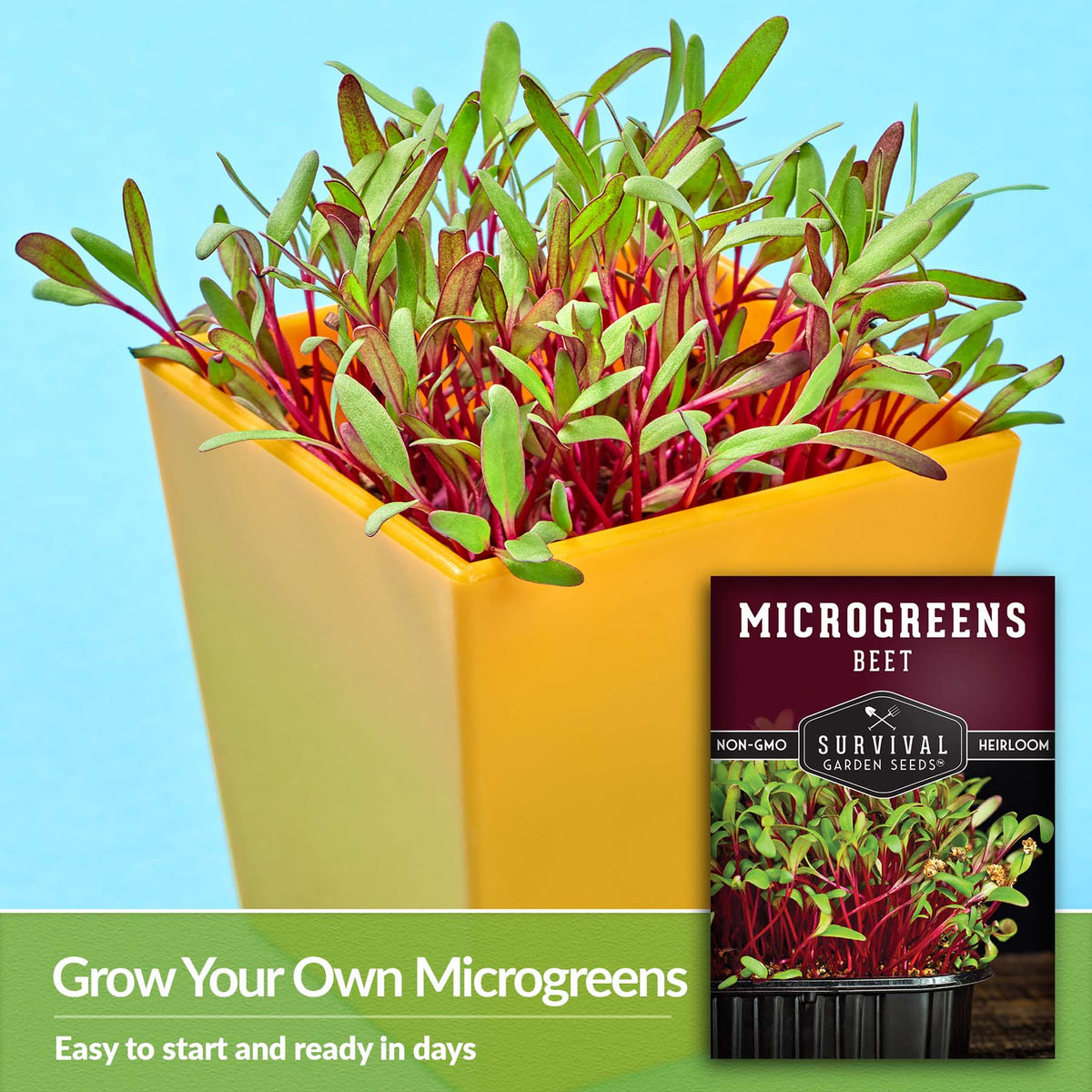 Grow your own microgreens - easy to start and ready in days