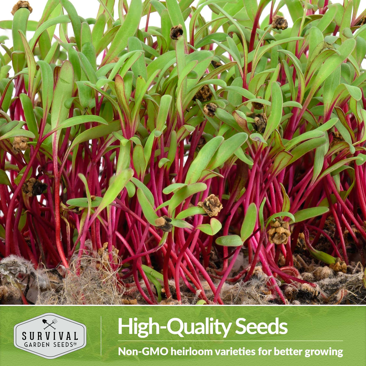High quality non-GMO heirloom microgreen seeds