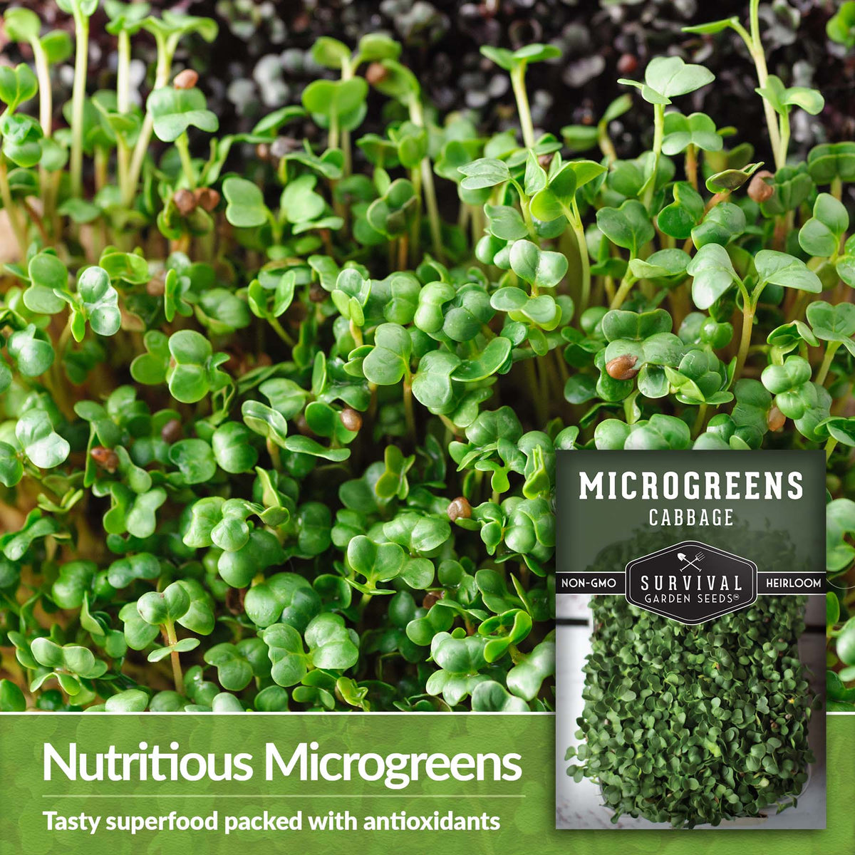 Microgreens  are a tasty superfood packed with anti-oxidants