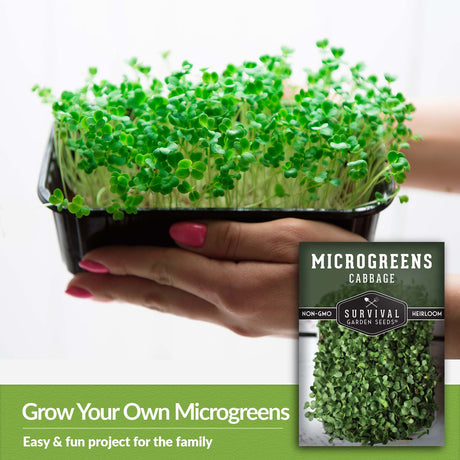 Grow your own microgreens