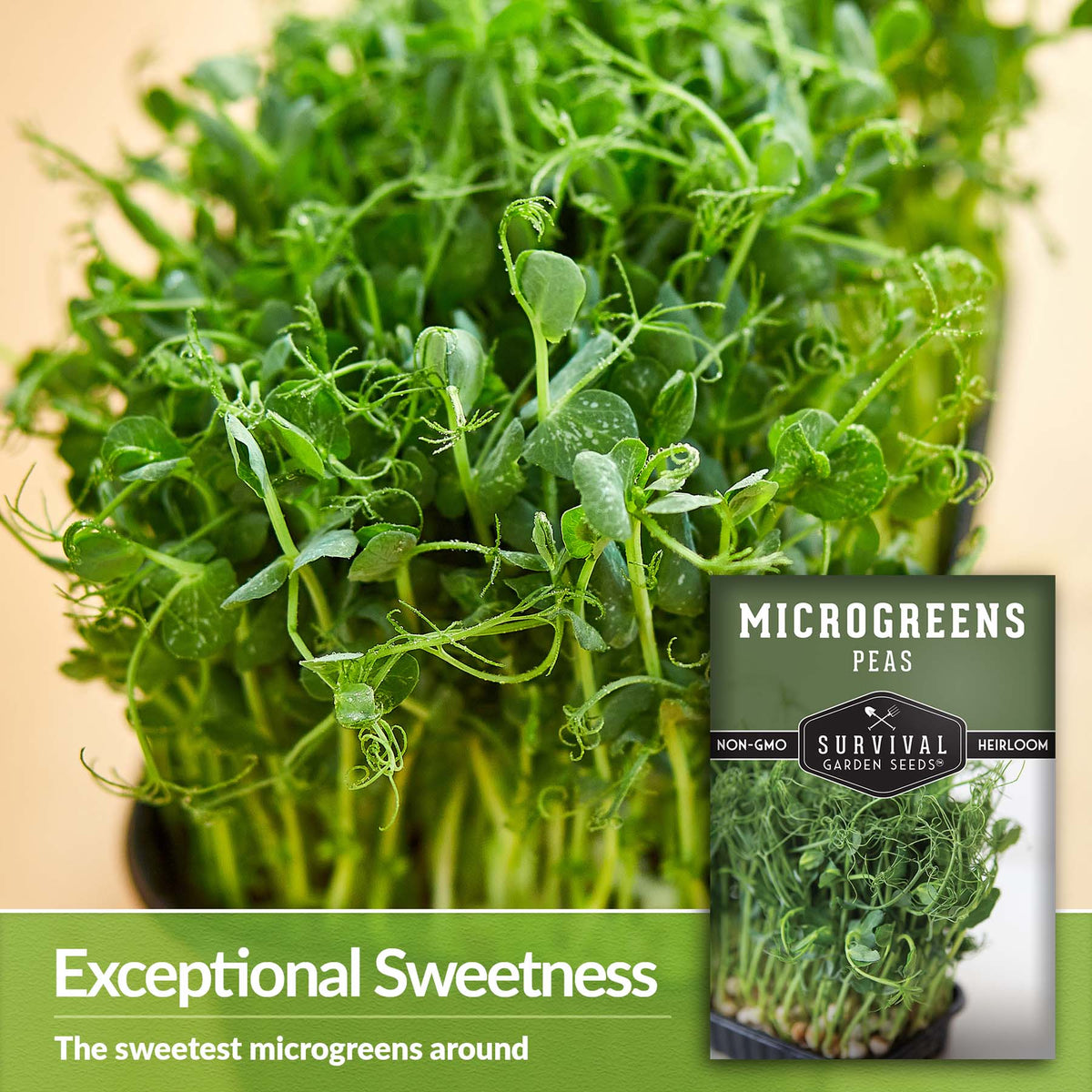 Pea Microgreens are exceptionally sweet
