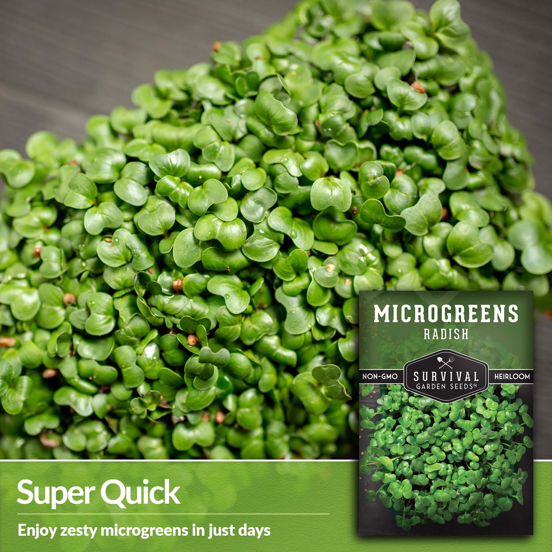 19+ Microgreen Radish Seeds Radish Microgreens Seeds for Sprouting - SurvivalGardenSeeds