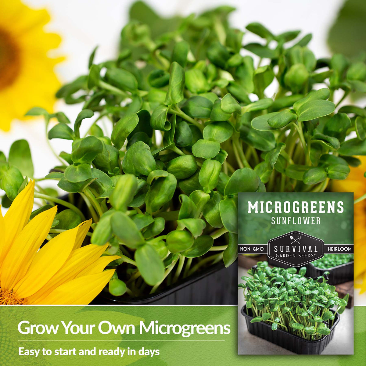 Sprout your own micro greens