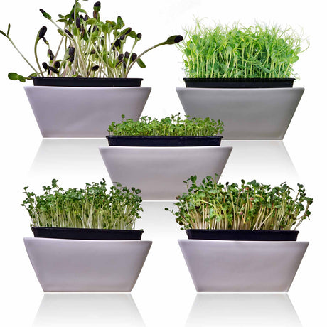 5 varieties of microgreens seeds