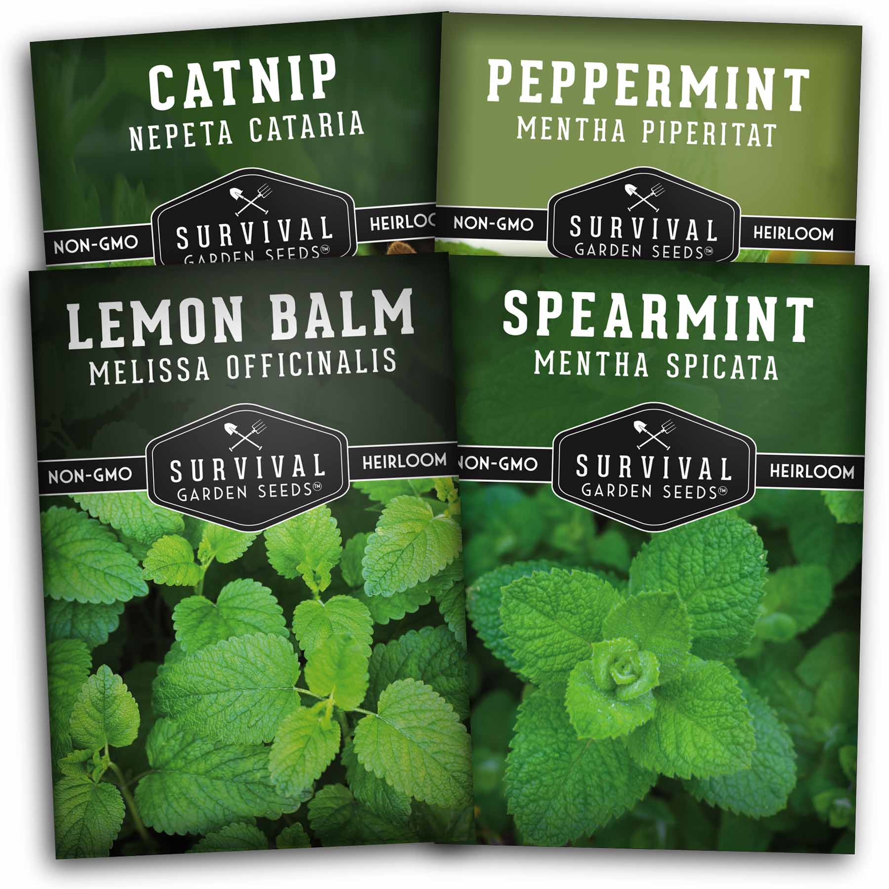 Mint Collection - 4 varieties of mint seeds