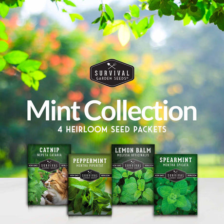 Mint Collection - 4 heirloom seed packets