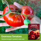 Mortgage Lifter Tomato Seeds produce enormous 2 pound tomatoes