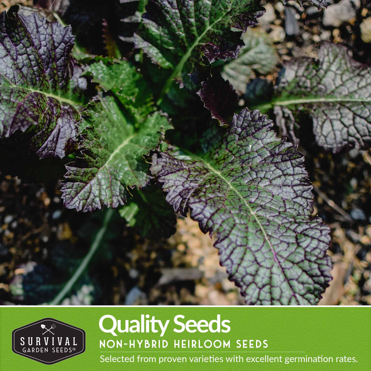 Mustard Greens Seeds Collection - 4 Packets – SurvivalGardenSeeds