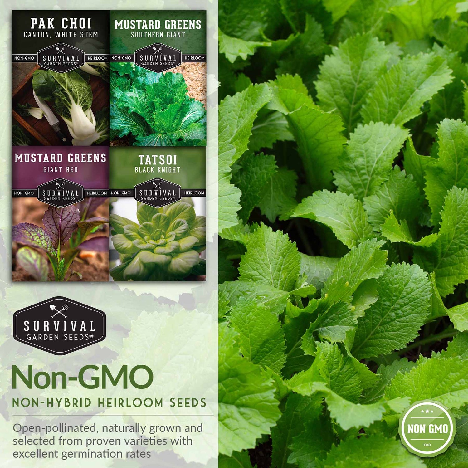 Mustard Greens Seeds Collection - 4 Packets – SurvivalGardenSeeds