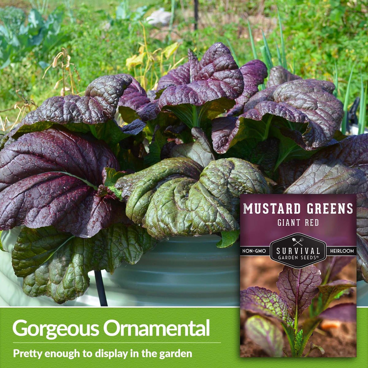 Giant Red Mustard Greens are a gorgeous ornamental