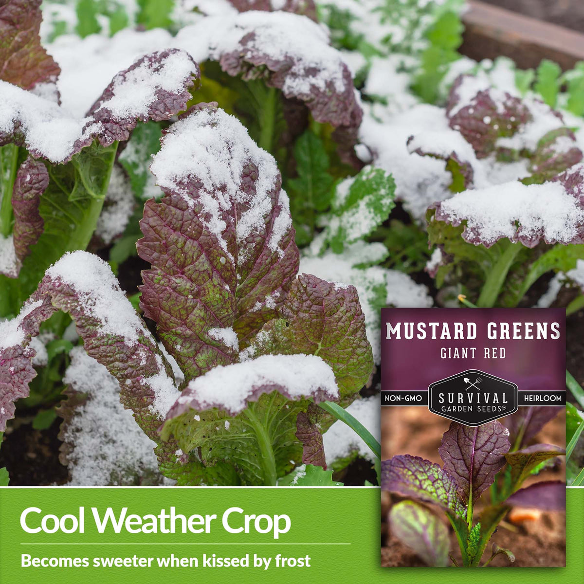 Giant Red Mustard Greens are a cool weather crop