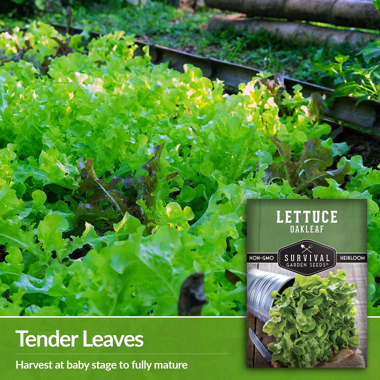 Harvest oakleaf lettuce at baby stage or when fully mature