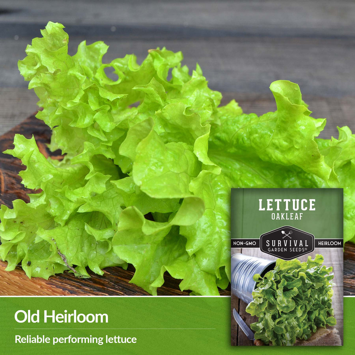 Oakleaf Lettuce is a reliably performing heirloom lettuce