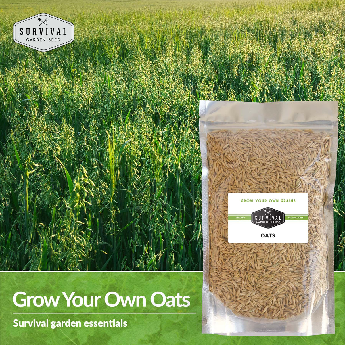 Grow your own oats