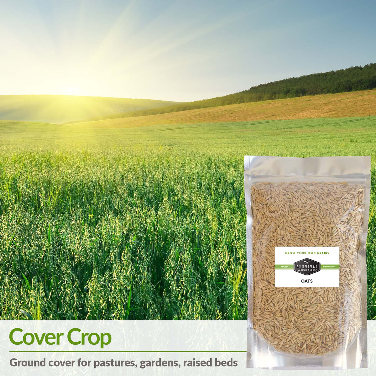 Oats are a cover crop good for pastures, gardens and raised beds