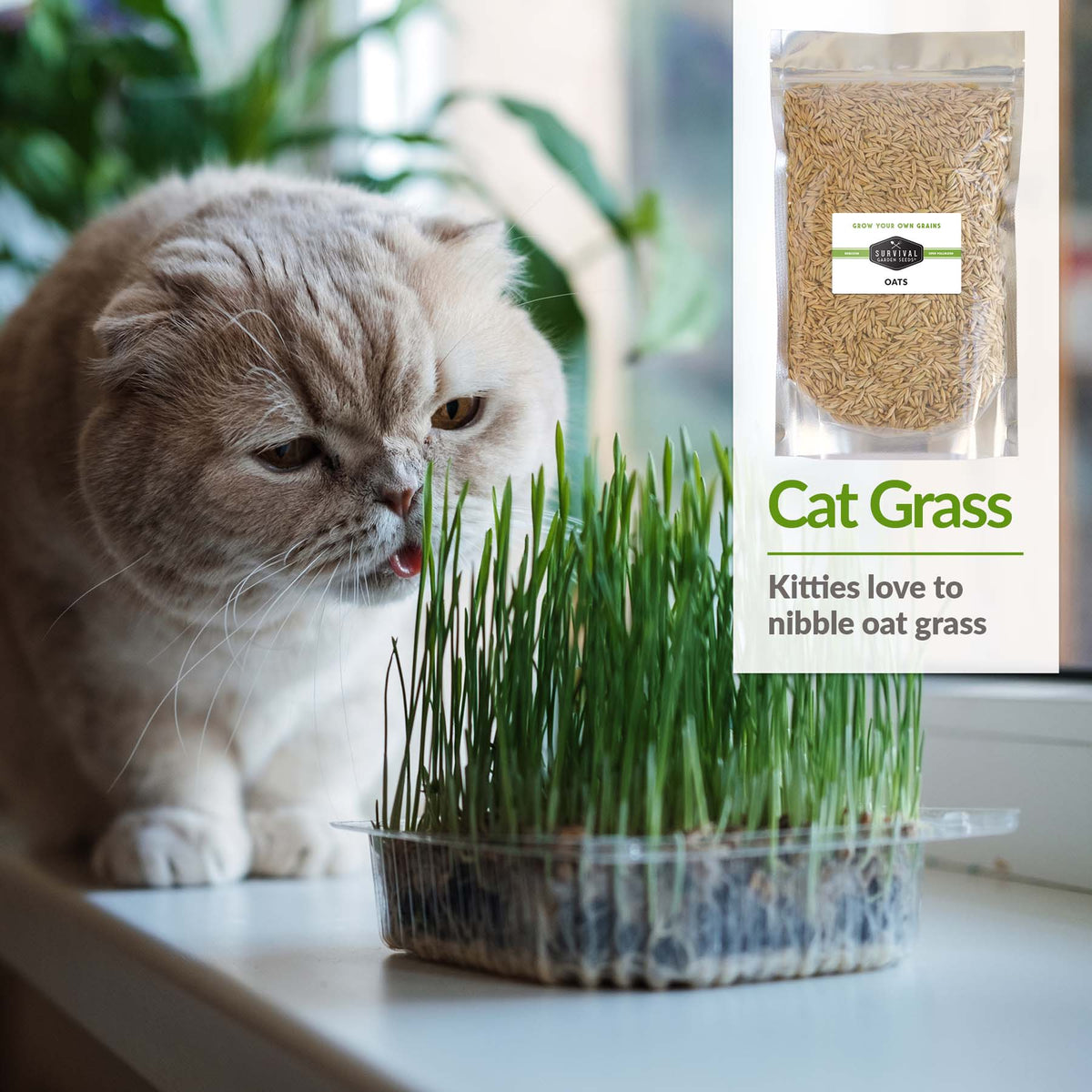 Oat grass is great for cats