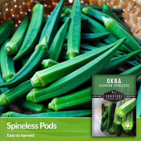 Clemson Spineless Okra is easy to harvest