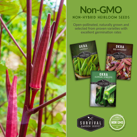 Non-gmo non-hybrid heirloom okra garden seeds