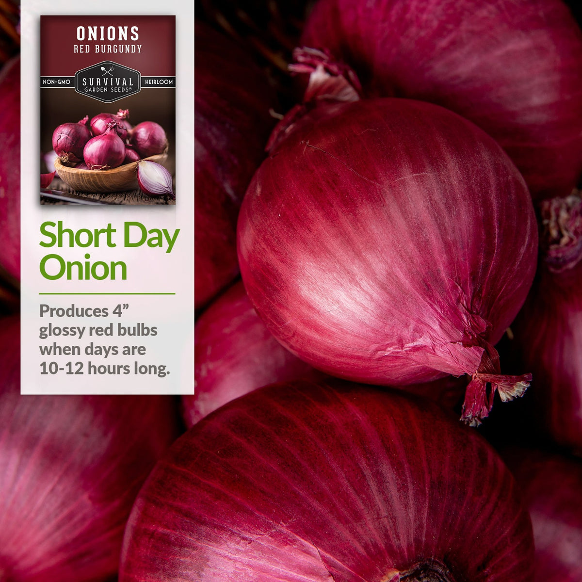 Shortday onion - produces when days are 10-12 hours long