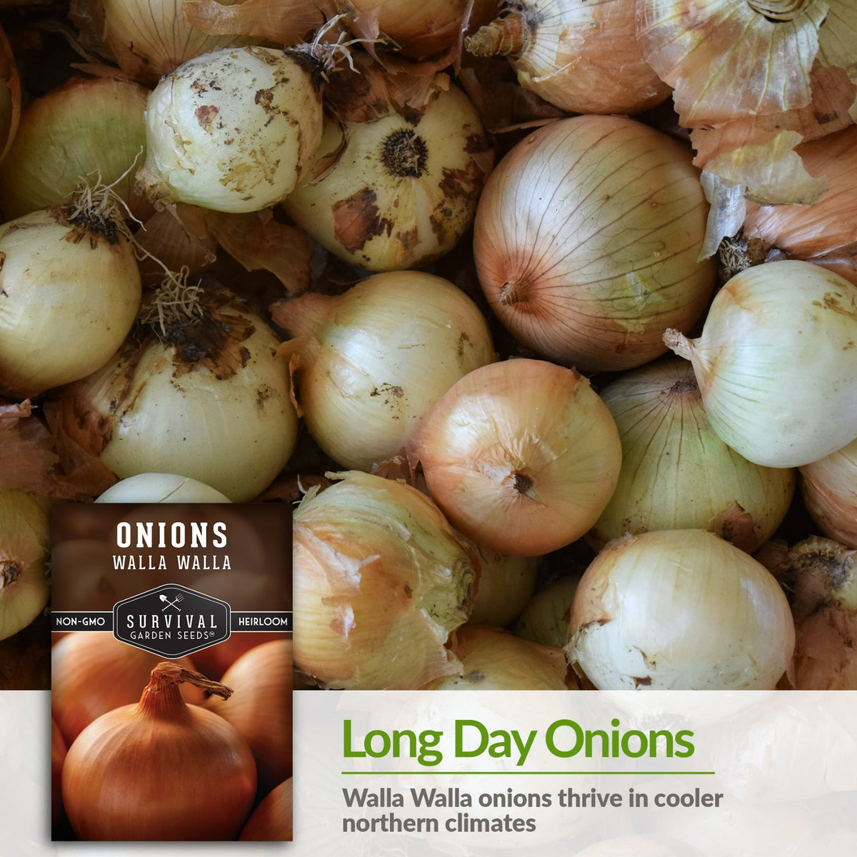 Walla Walla are long day onions that thrive in cooler climates
