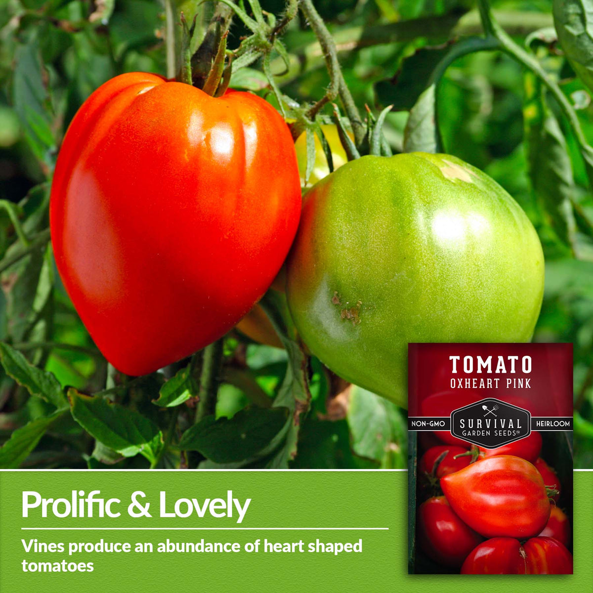 Oxheart Pink Tomato vines produce an abundance of heart shaped tomatoes