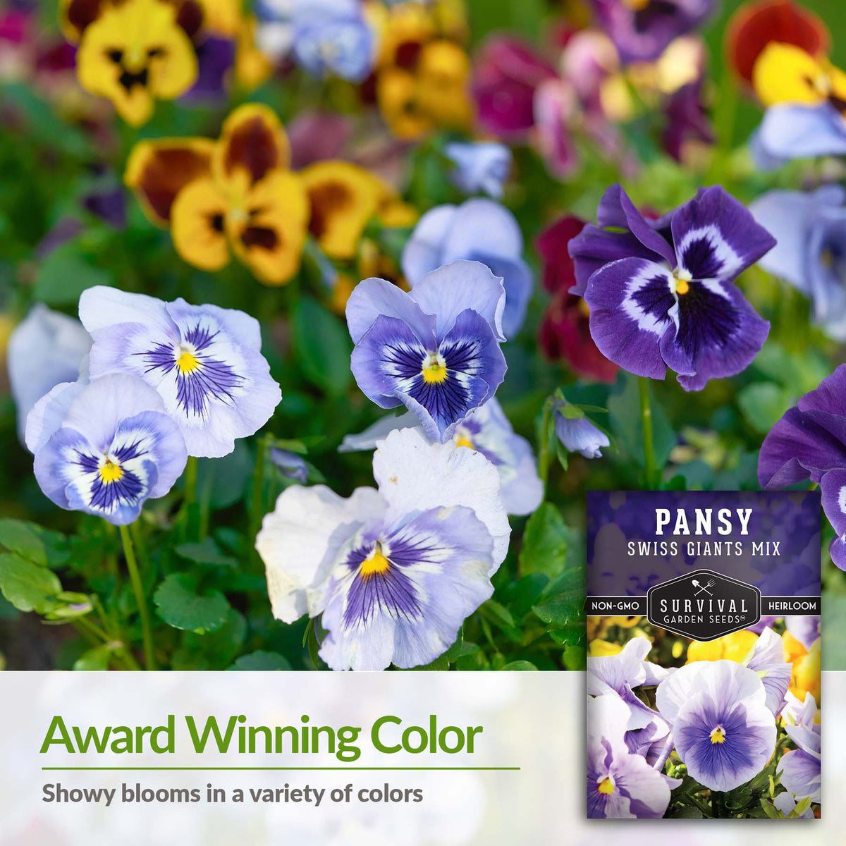 Pansy blooms in a variety of colors